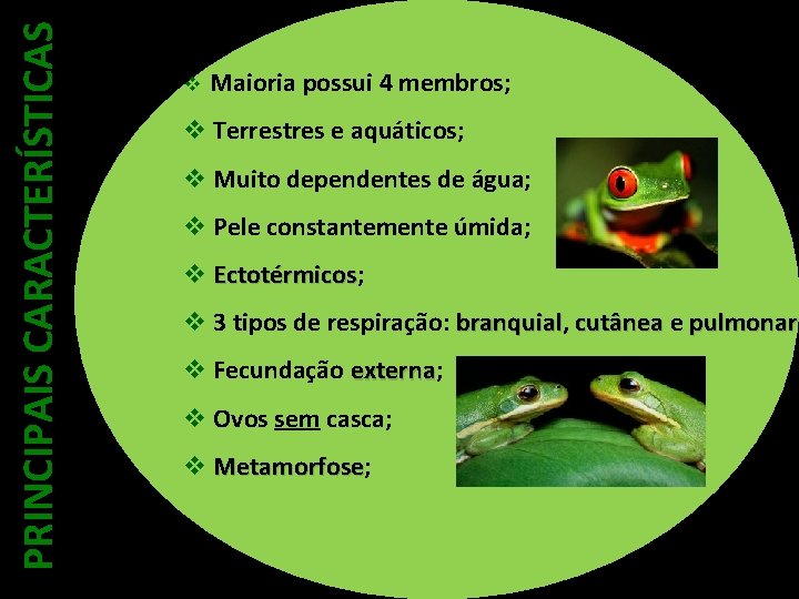 PRINCIPAIS CARACTERÍSTICAS v Maioria possui 4 membros; v Terrestres e aquáticos; v Muito dependentes