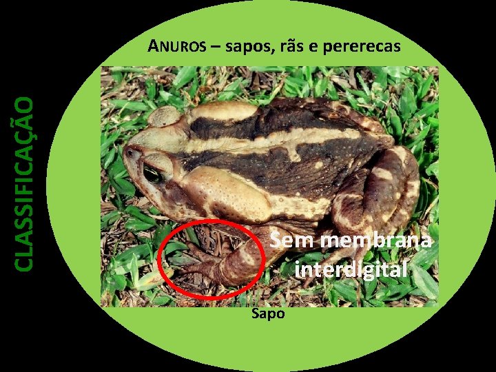 CLASSIFICAÇÃO ANUROS – sapos, rãs e pererecas Sem membrana interdigital Sapo 