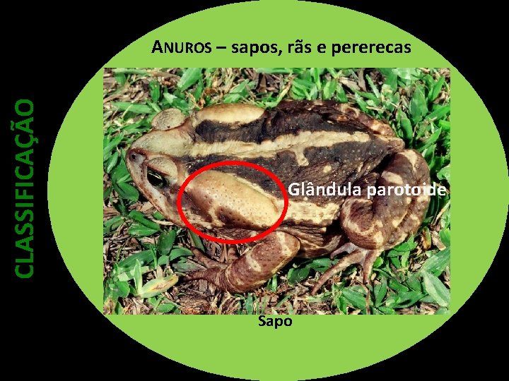 CLASSIFICAÇÃO ANUROS – sapos, rãs e pererecas Glândula parotoide Sapo 