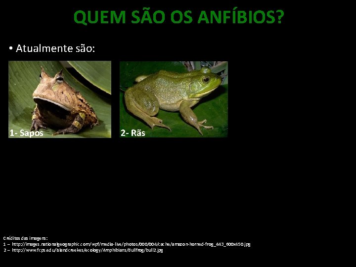 QUEM SÃO OS ANFÍBIOS? • Atualmente são: 1 - Sapos 2 - Rãs Créditos