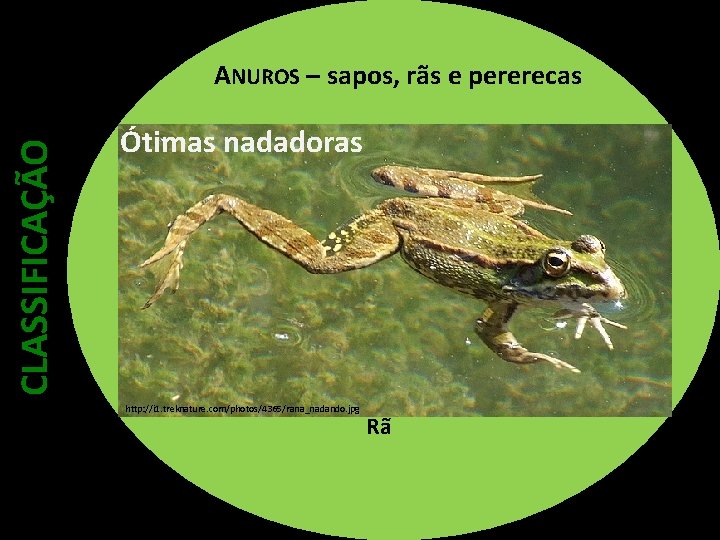 CLASSIFICAÇÃO ANUROS – sapos, rãs e pererecas Ótimas nadadoras http: //i 1. treknature. com/photos/4365/rana_nadando.