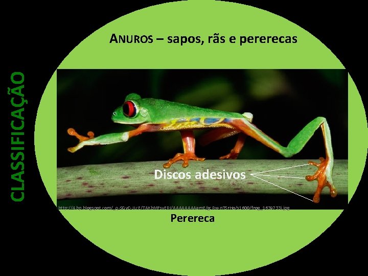 CLASSIFICAÇÃO ANUROS – sapos, rãs e pererecas Discos adesivos http: //4. bp. blogspot. com/_q-SGv.