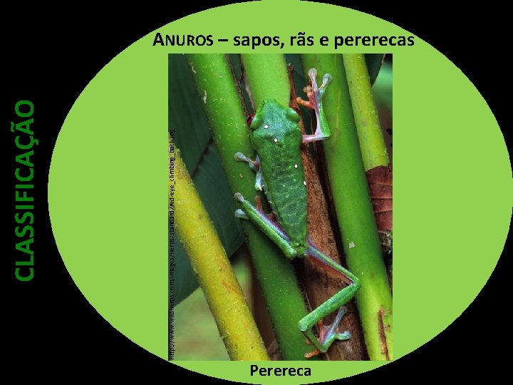 http: //www. wildherps. com/images/herps/standard/red-eye_climbing_back. jpg CLASSIFICAÇÃO ANUROS – sapos, rãs e pererecas Perereca 