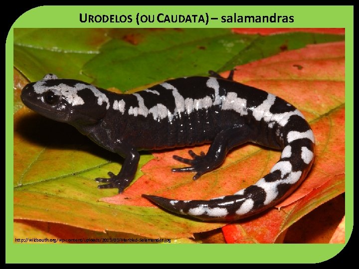 URODELOS (OU CAUDATA) – salamandras http: //wildsouth. org/wp-content/uploads/2013/03/Marbled-Salamander. jpg 