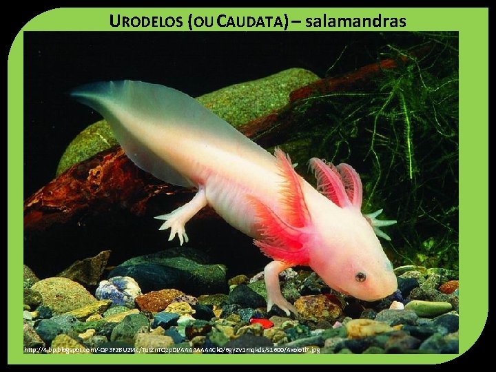 URODELOS (OU CAUDATA) – salamandras http: //4. bp. blogspot. com/-QP 3 F 2 BU