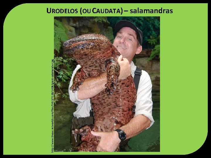 http: //www. thesecretworlds. com/files/5612/7120/1628/giant-salamander. jpg URODELOS (OU CAUDATA) – salamandras 