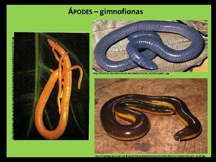 http: //homepages. abdn. ac. uk/nathist. museum/classify/animalia/chordata/amphibia/apoda/caecilian. jpg ÁPODES – gimnofionas http: //bio 1151 b.