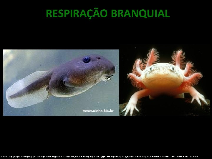 RESPIRAÇÃO BRANQUIAL Axolote - http: //images. nationalgeographic. com/wpf/media-live/photos/000/007/cache/mexican-axolotl_780_600 x 450. jpg? 01 AD=3 O-gm.