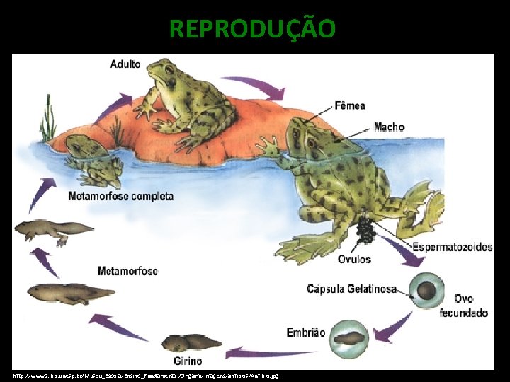 REPRODUÇÃO http: //www 2. ibb. unesp. br/Museu_Escola/Ensino_Fundamental/Origami/Imagens/anfibios/Anfibio. jpg 