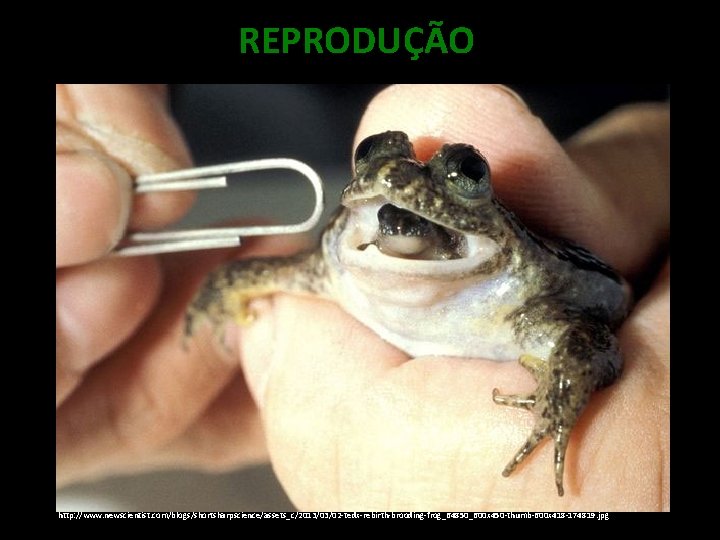 REPRODUÇÃO http: //www. newscientist. com/blogs/shortsharpscience/assets_c/2013/03/02 -tedx-rebirth-brooding-frog_64850_600 x 450 -thumb-600 x 418 -174819. jpg 