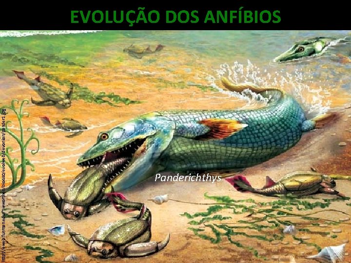 http: //eweb. furman. edu/~wworthen/bio 440/evolweb/devonian/pander 1. jpg EVOLUÇÃO DOS ANFÍBIOS Panderichthys 