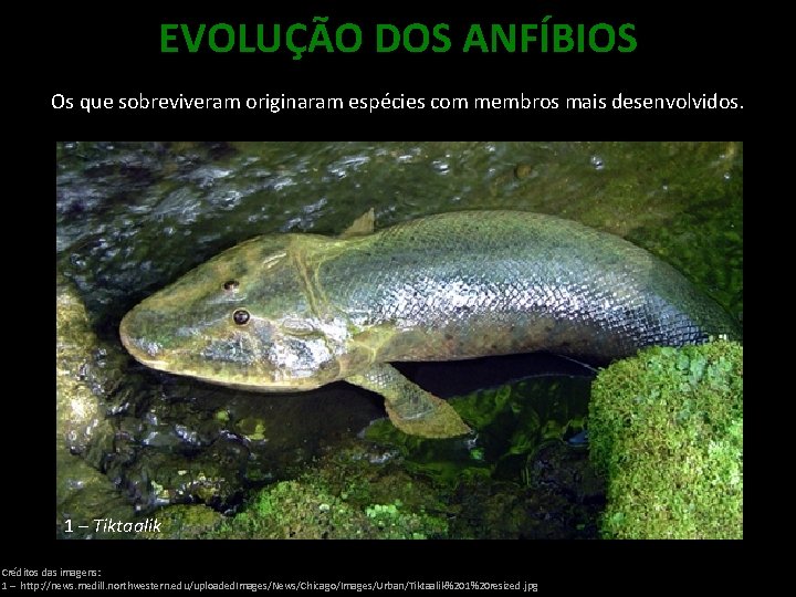 EVOLUÇÃO DOS ANFÍBIOS Os que sobreviveram originaram espécies com membros mais desenvolvidos. 1 –