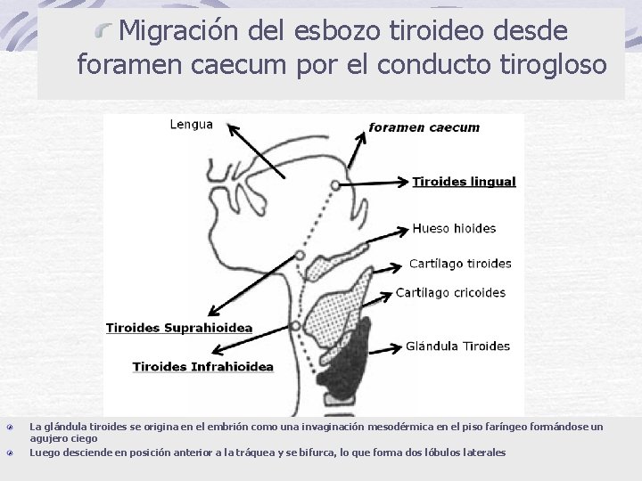 Migración del esbozo tiroideo desde foramen caecum por el conducto tirogloso La glándula tiroides