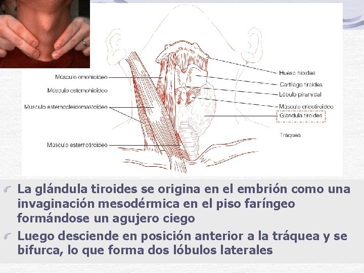 La glándula tiroides se origina en el embrión como una invaginación mesodérmica en el