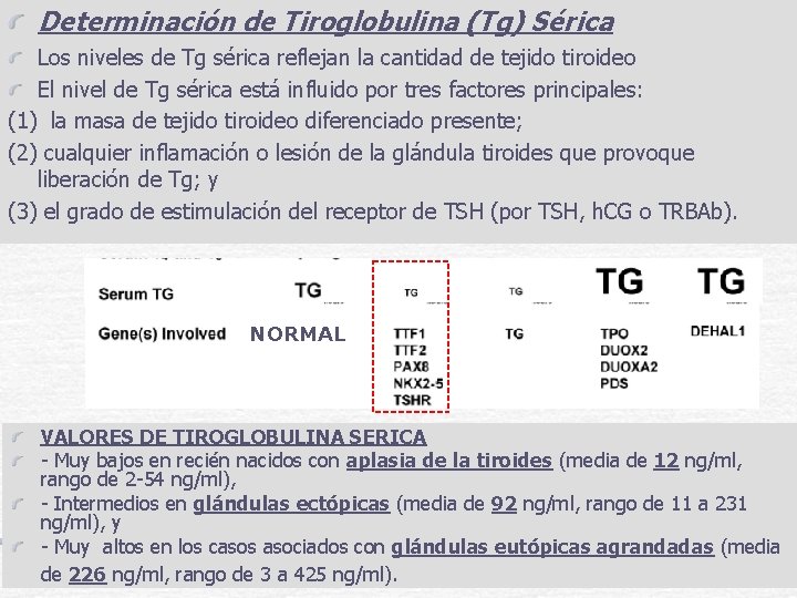 Determinación de Tiroglobulina (Tg) Sérica Los niveles de Tg sérica reflejan la cantidad de