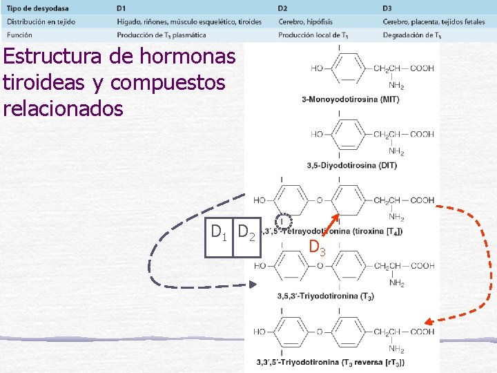 Estructura de hormonas tiroideas y compuestos relacionados D 1 D 2 D 3 