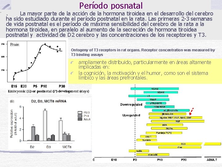 Período posnatal . La mayor parte de la acción de la hormona tiroidea en