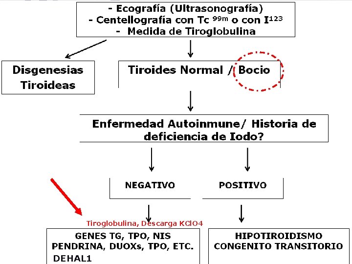 Tiroglobulina, Descarga KCl. O 4 DEHAL 1 