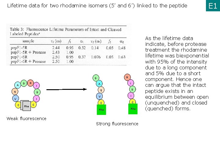 Lifetime data for two rhodamine isomers (5’ and 6’) linked to the peptide N