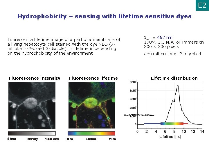 E 2 Hydrophobicity – sensing with lifetime sensitive dyes fluorescence lifetime image of a
