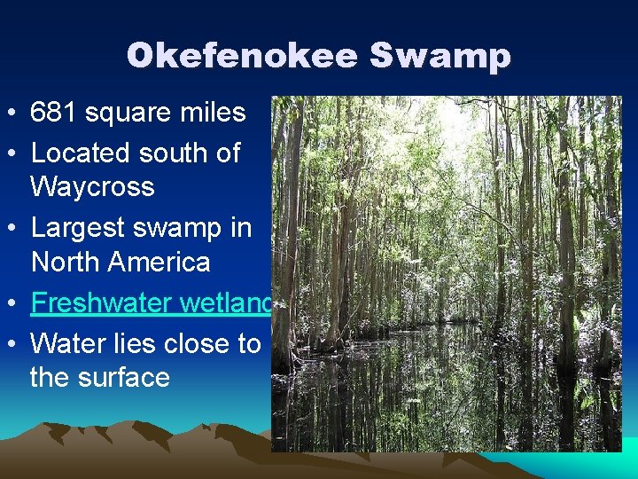 Okefenokee Swamp • 681 square miles • Located south of Waycross • Largest swamp Okefenokee Swamp • 681 square miles • Located south of Waycross • Largest swamp