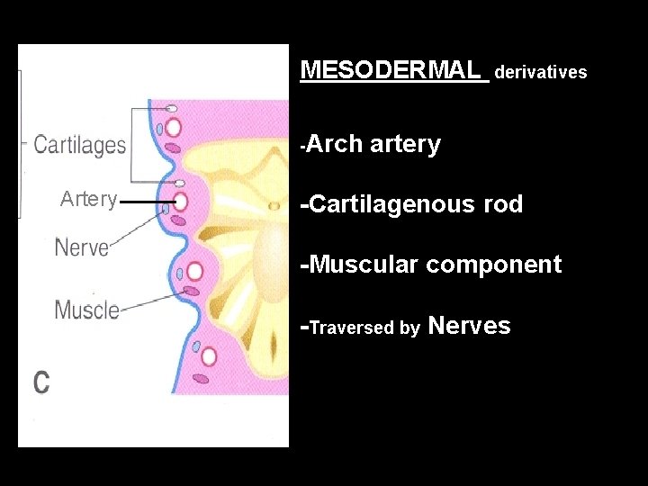 MESODERMAL -Arch Artery derivatives artery -Cartilagenous rod -Muscular component -Traversed by Nerves 