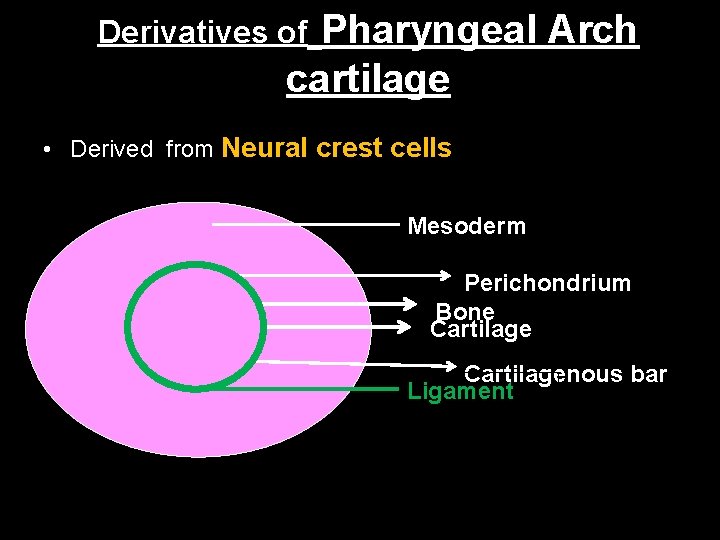 Pharyngeal Arch cartilage Derivatives of • Derived from Neural crest cells Mesoderm Perichondrium Bone