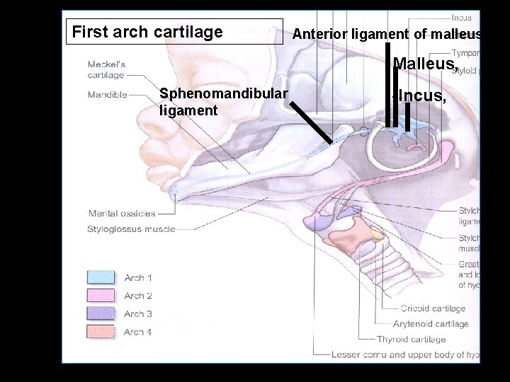 First arch cartilage Anterior ligament of malleus Malleus, Sphenomandibular ligament -Incus, 