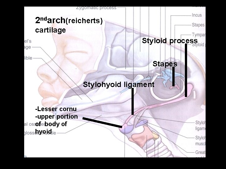 2 ndarch(reicherts) cartilage Styloid process Stapes Stylohyoid ligament -Lesser cornu -upper portion of body