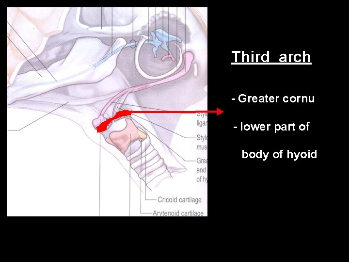 Third arch - Greater cornu - lower part of body of hyoid 