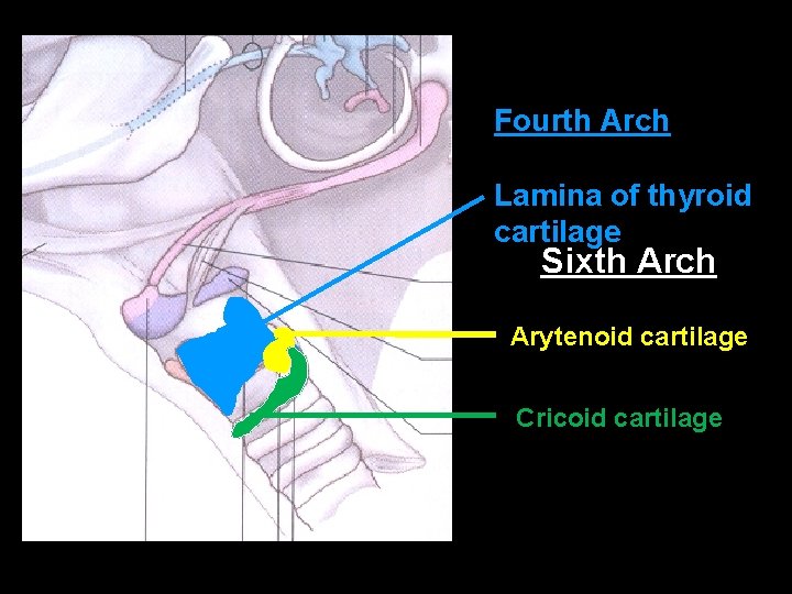 Fourth Arch Lamina of thyroid cartilage Sixth Arch Arytenoid cartilage Cricoid cartilage 