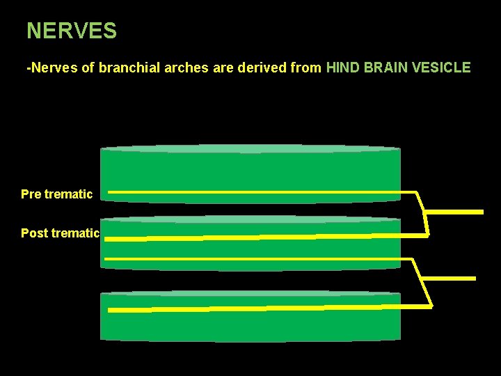 NERVES -Nerves of branchial arches are derived from HIND BRAIN VESICLE Pre trematic Post