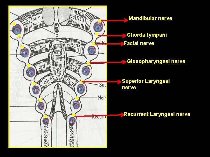 Mandibular nerve Chorda tympani Facial nerve Glosopharyngeal nerve Superior Laryngeal nerve Recurrent Laryngeal nerve