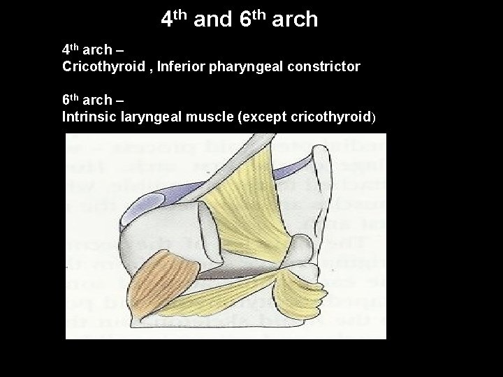 4 th and 6 th arch 4 th arch – Cricothyroid , Inferior pharyngeal