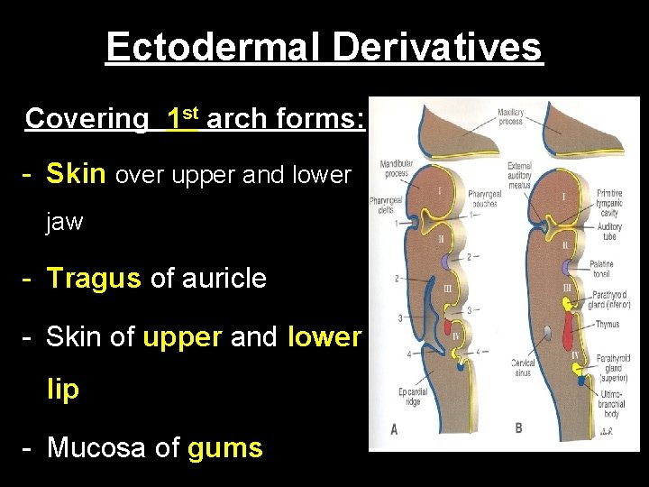 Ectodermal Derivatives Covering 1 st arch forms: - Skin over upper and lower jaw