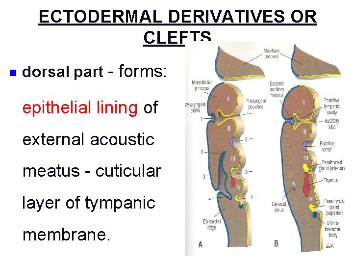 ECTODERMAL DERIVATIVES OR CLEFTS n dorsal part - forms: epithelial lining of external acoustic