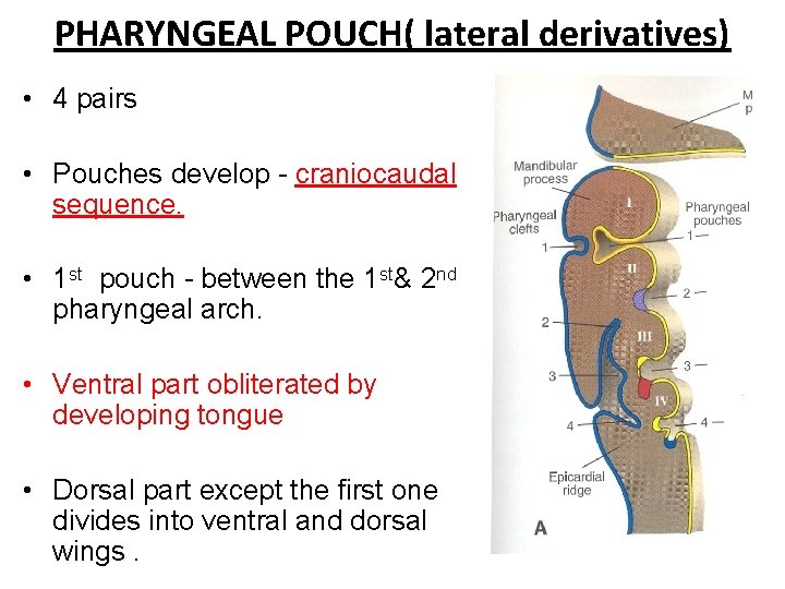 PHARYNGEAL POUCH( lateral derivatives) • 4 pairs • Pouches develop - craniocaudal sequence. •