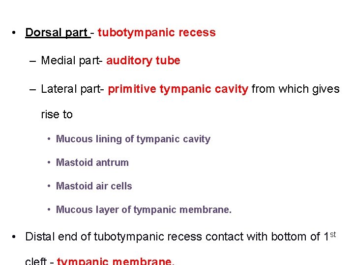  • Dorsal part - tubotympanic recess – Medial part- auditory tube – Lateral