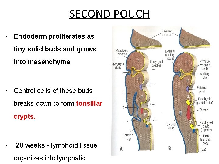 SECOND POUCH • Endoderm proliferates as tiny solid buds and grows into mesenchyme •