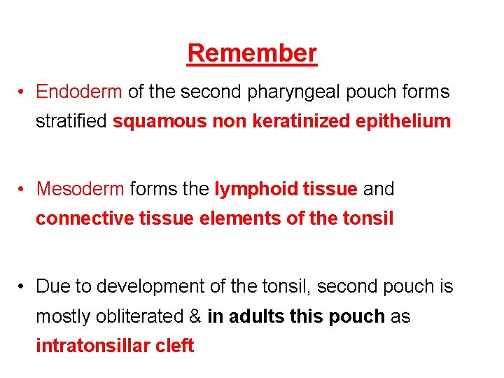 Remember • Endoderm of the second pharyngeal pouch forms stratified squamous non keratinized epithelium