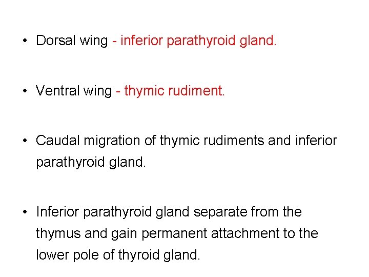  • Dorsal wing - inferior parathyroid gland. • Ventral wing - thymic rudiment.