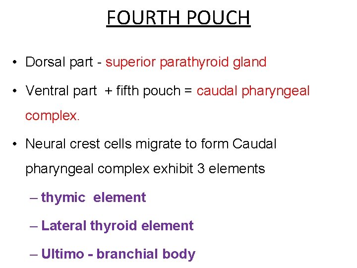 FOURTH POUCH • Dorsal part - superior parathyroid gland • Ventral part + fifth