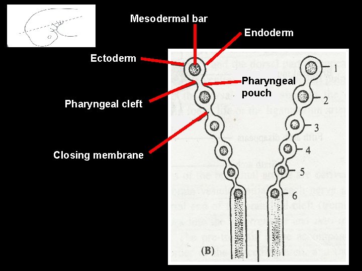 Mesodermal bar Endoderm Ectoderm Pharyngeal cleft Closing membrane Pharyngeal pouch 