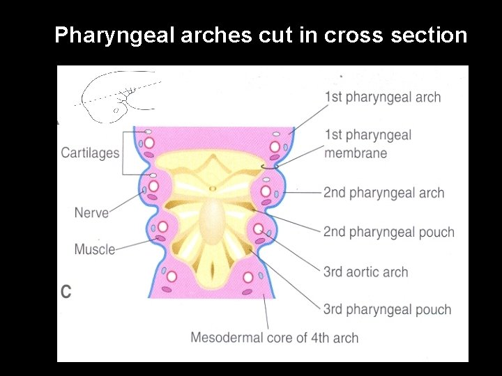 Pharyngeal arches cut in cross section 