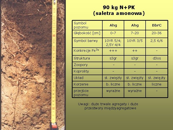 90 kg N+PK (saletra amonowa) Symbol poziomu Ahg Bbr. C Głębokość [cm] 0 -7