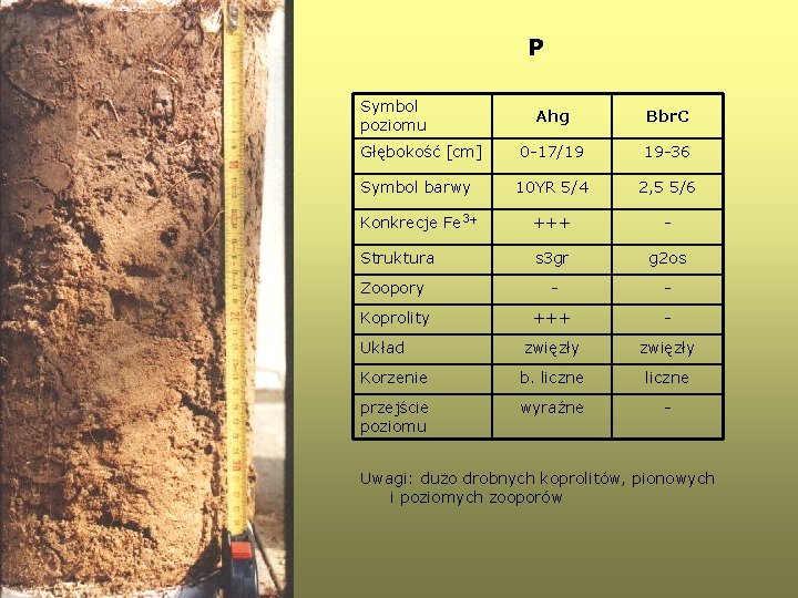 P Symbol poziomu Ahg Bbr. C Głębokość [cm] 0 -17/19 19 -36 Symbol barwy