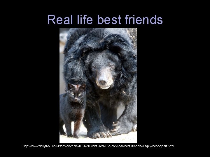 Real life best friends http: //www. dailymail. co. uk/news/article-1026216/Pictured-The-cat-bear-best-friends-simply-bear-apart. html 