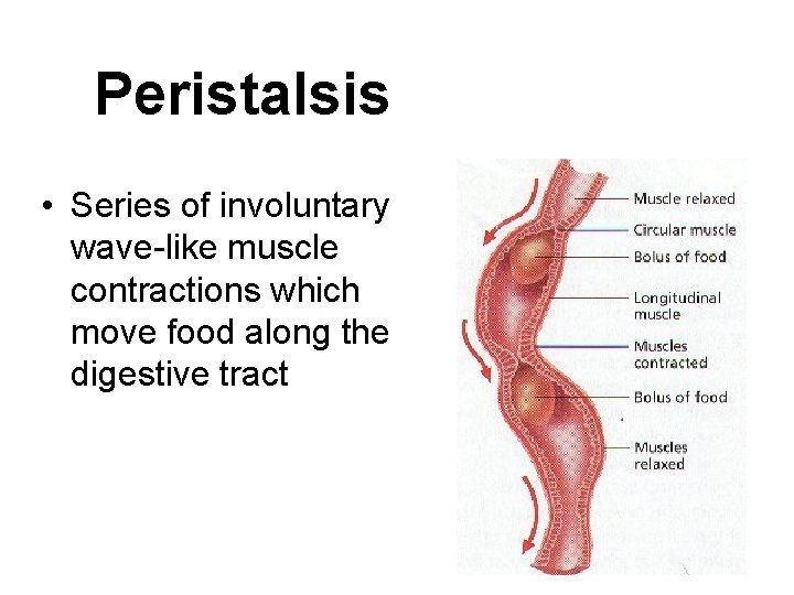 Peristalsis • Series of involuntary wave-like muscle contractions which move food along the digestive