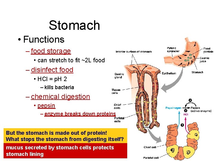 Stomach • Functions – food storage • can stretch to fit ~2 L food