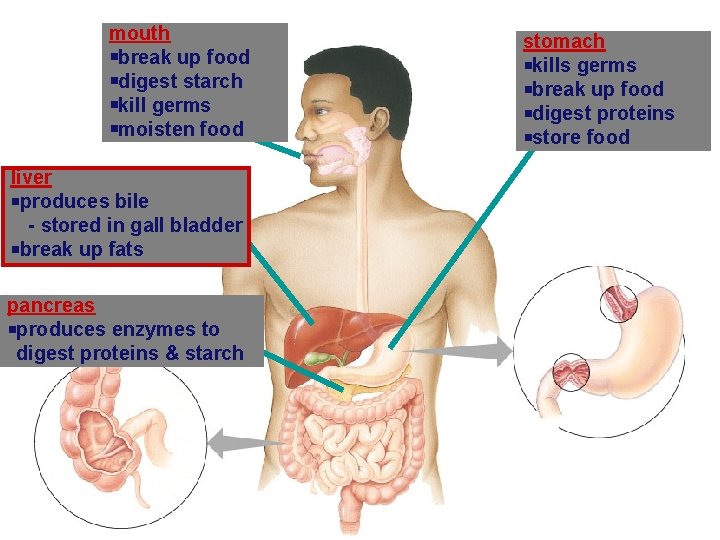 mouth break up food digest starch kill germs moisten food liver produces bile -